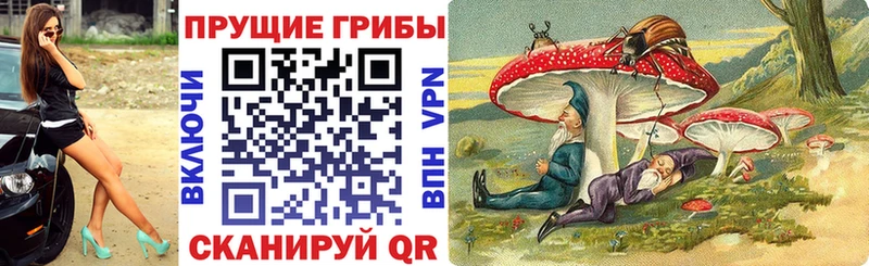 Купить где  Гусь-Хрустальный  Псилоцибиновые грибы Cubensis 